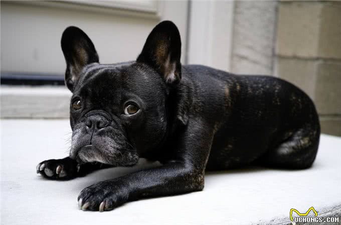 法国斗牛犬常见的5种疾病，终于知道为什么有些人不敢养了!