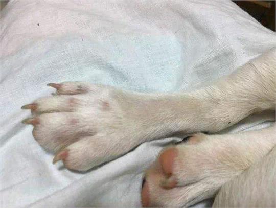 法国斗牛犬常见的5种疾病，终于知道为什么有些人不敢养了!