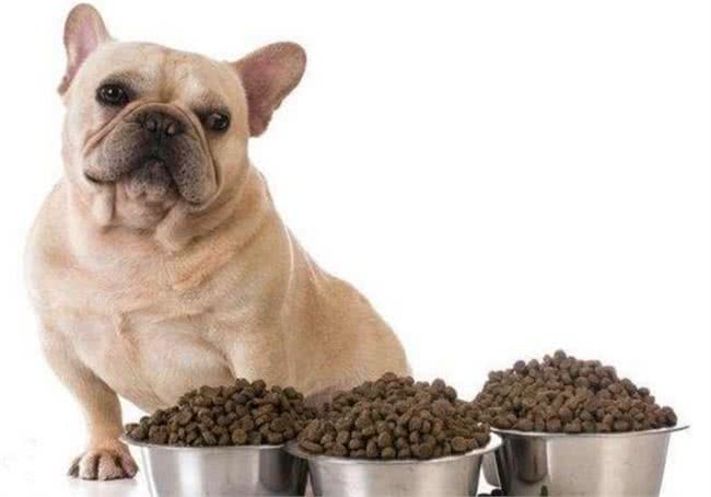 法国斗牛犬常见的5种疾病，终于知道为什么有些人不敢养了!