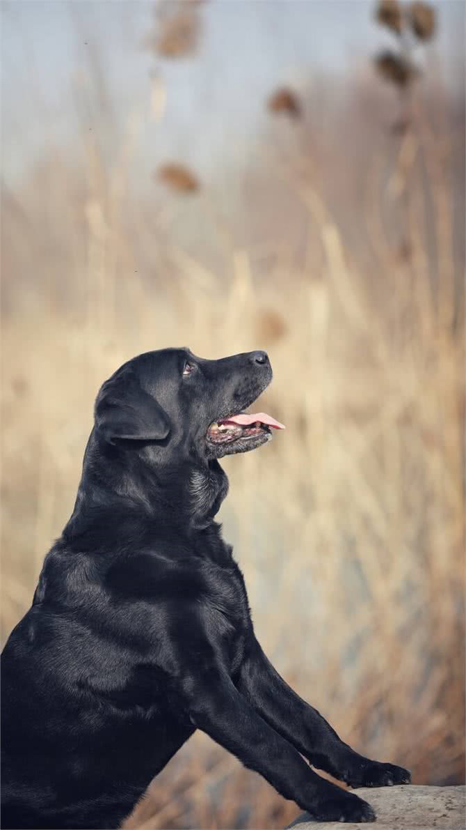 关于拉布拉多犬，这些特点告诉你好不好养