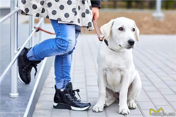 关于拉布拉多犬，这些特点告诉你好不好养