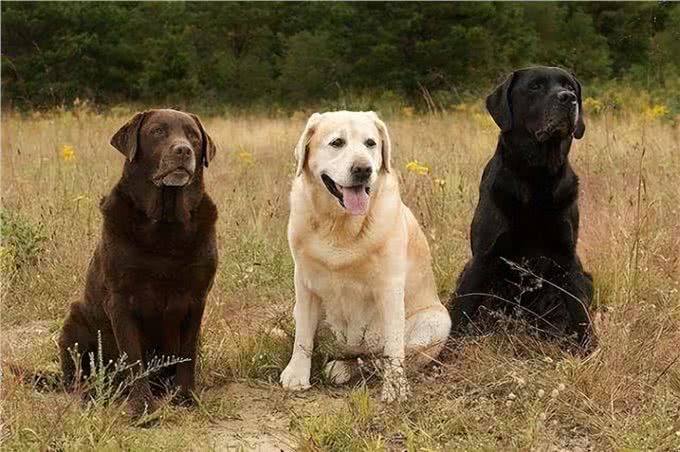 关于拉布拉多犬，这些特点告诉你好不好养