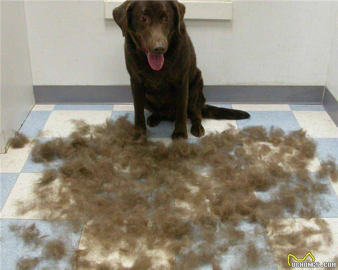 关于拉布拉多犬，这些特点告诉你好不好养