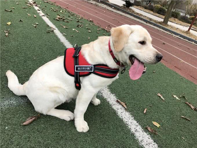 关于拉布拉多犬，这些特点告诉你好不好养