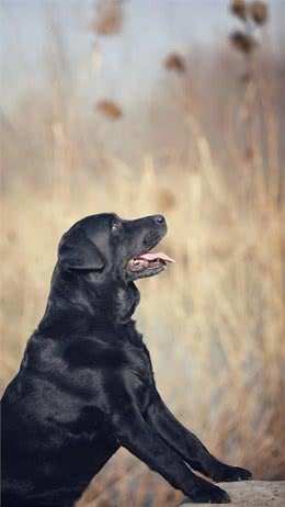 关于拉布拉多犬，这些特点告诉你好不好养