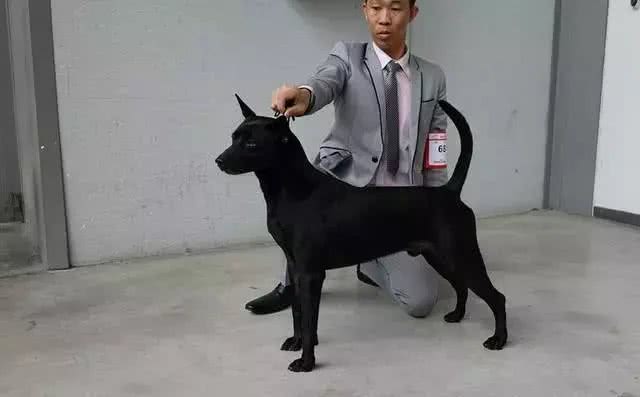 这种狗狗终于被正名了，田园犬不开心了