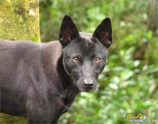 这种狗狗终于被正名了，田园犬不开心了