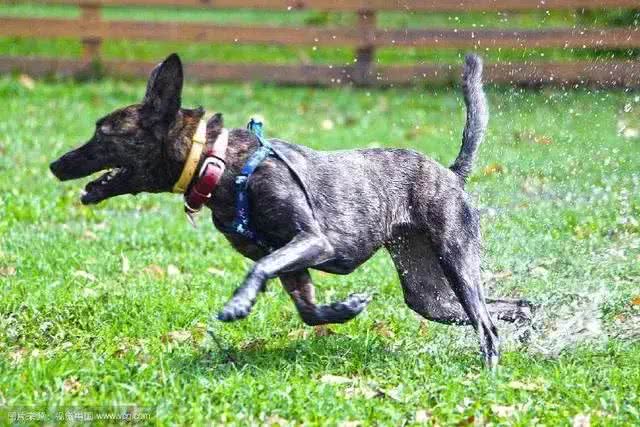这种狗狗终于被正名了，田园犬不开心了
