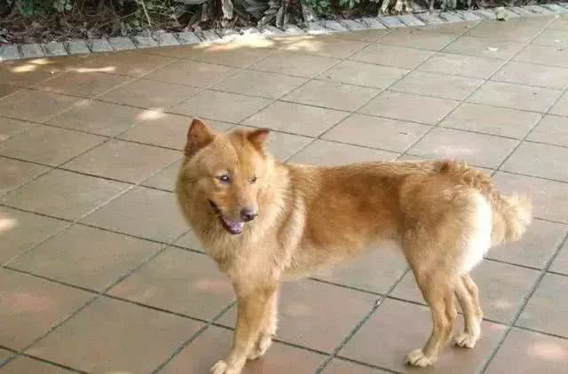 这种狗狗终于被正名了，田园犬不开心了