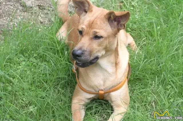这种狗狗终于被正名了，田园犬不开心了