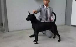 这种狗狗终于被正名了，田园犬不开心了