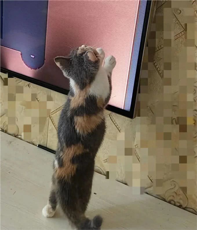 养猫久了，我发现猫也有自己的小心思，跟人有时候差不多