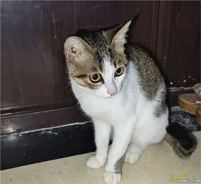养猫久了，我发现猫也有自己的小心思，跟人有时候差不多