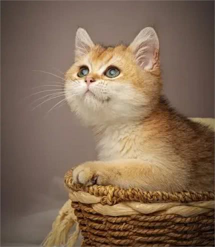 养猫久了，我发现猫也有自己的小心思，跟人有时候差不多