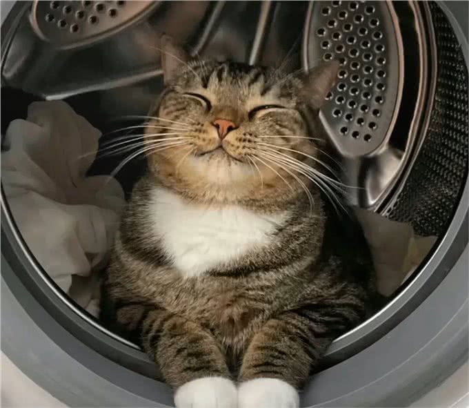 养猫久了，我发现猫也有自己的小心思，跟人有时候差不多