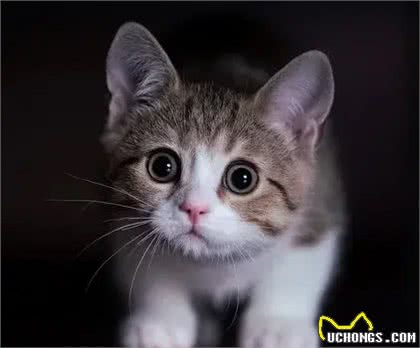 养猫久了，我发现猫也有自己的小心思，跟人有时候差不多