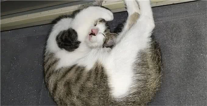 养猫久了，我发现猫也有自己的小心思，跟人有时候差不多
