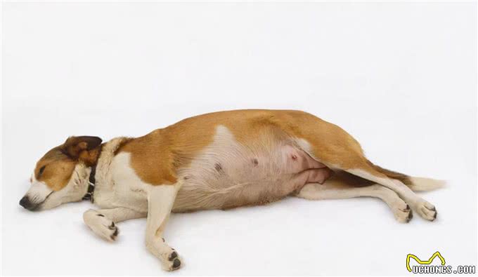 狗狗怀孕常见的四个问题，尤其是第二个
