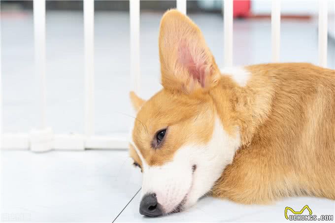 狗狗正在忍受痛苦的7个表现，主人要了解