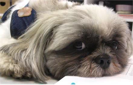 犬瘟高发期，主人要注意了