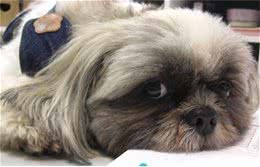 犬瘟高发期，主人要注意了