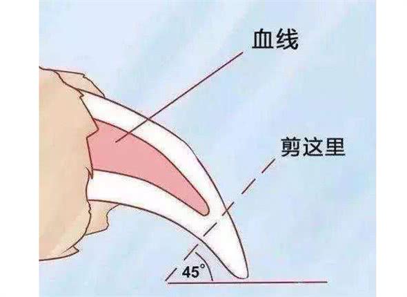 超实用!捡屎官必不可少技能之如何不动声色给狗狗剪指甲?