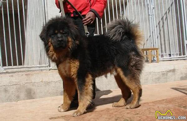 中国个头最大的本土犬:中国山犬超霸气无比