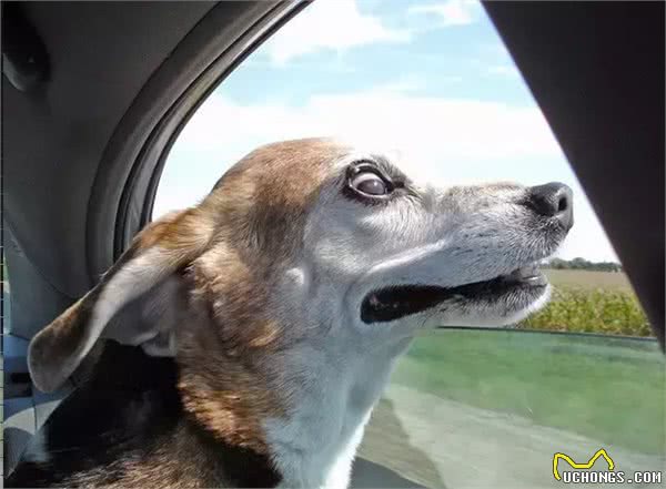 狗狗坐车，你需要注意的七件事情是