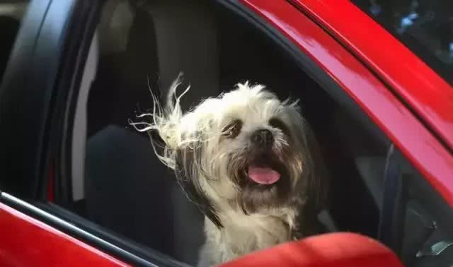 狗狗坐车，你需要注意的七件事情是