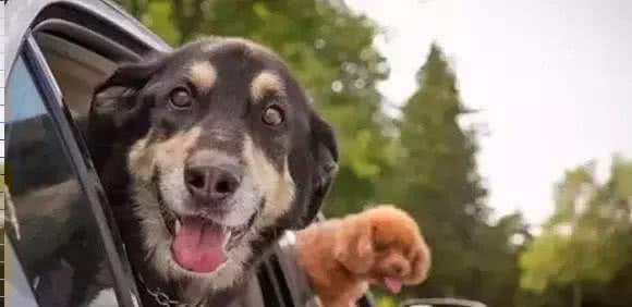 狗狗坐车，你需要注意的七件事情是