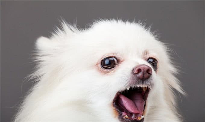 狗狗老是乱叫怎么办?教你一招好解决!