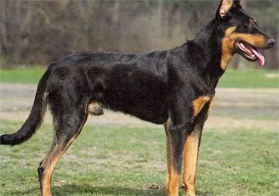 法国狼犬和捷克狼犬，长得太像狼被多国法律禁养