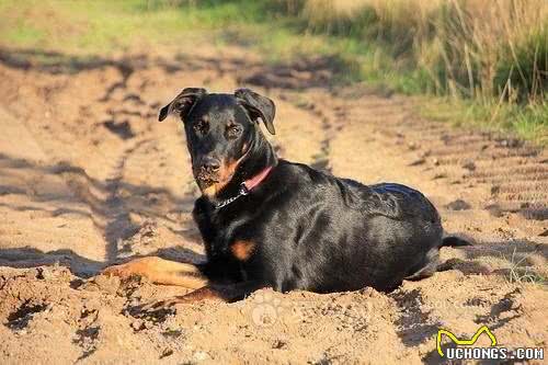 法国狼犬和捷克狼犬，长得太像狼被多国法律禁养
