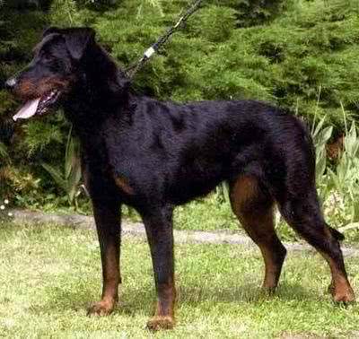 法国狼犬和捷克狼犬，长得太像狼被多国法律禁养