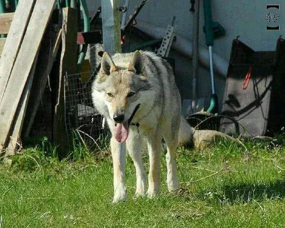 法国狼犬和捷克狼犬，长得太像狼被多国法律禁养