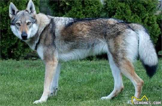 法国狼犬和捷克狼犬，长得太像狼被多国法律禁养