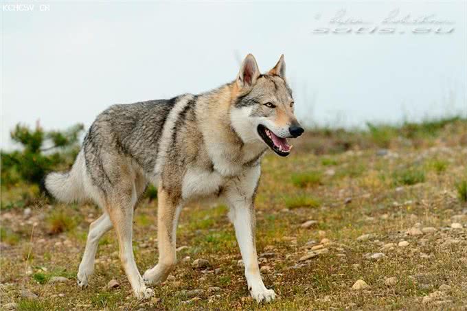 法国狼犬和捷克狼犬，长得太像狼被多国法律禁养