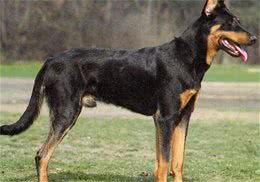 法国狼犬和捷克狼犬，长得太像狼被多国法律禁养
