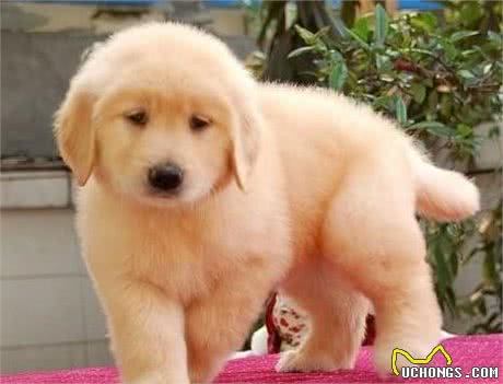 分不清拉布拉多和金毛的幼犬?看这6个地方，就能让你轻松辨别