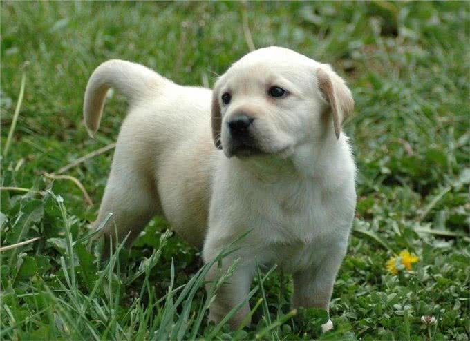 分不清拉布拉多和金毛的幼犬?看这6个地方，就能让你轻松辨别