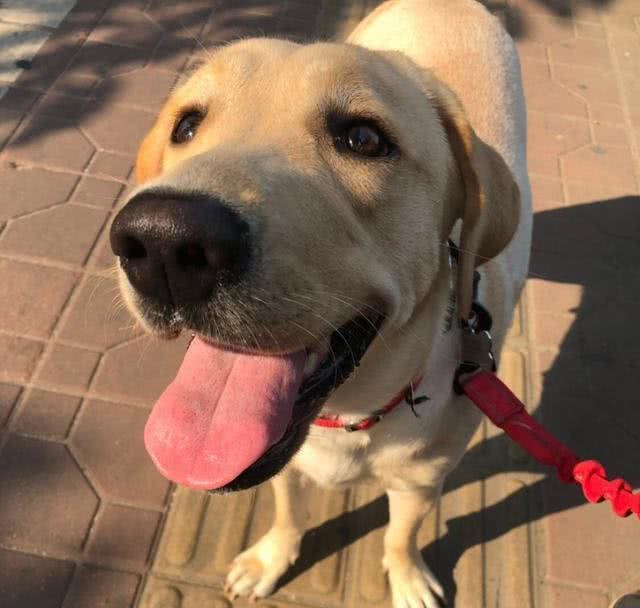分不清拉布拉多和金毛的幼犬?看这6个地方，就能让你轻松辨别