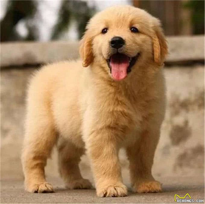 分不清拉布拉多和金毛的幼犬?看这6个地方，就能让你轻松辨别