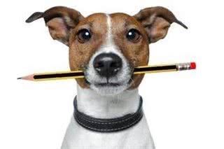 如何调教幼犬在固定地点大小便