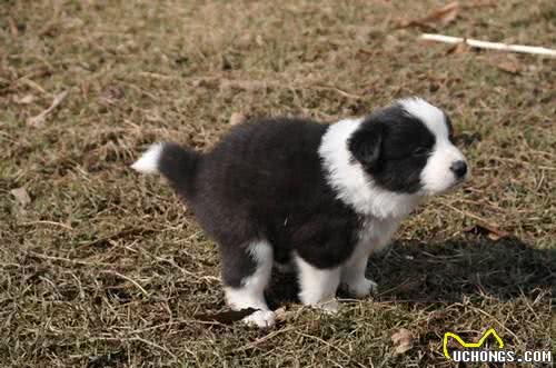 如何调教幼犬在固定地点大小便