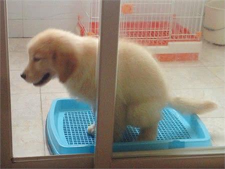 如何调教幼犬在固定地点大小便