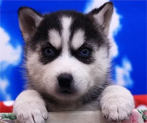 怎样挑选哈士奇幼犬?如何挑选健康的哈士奇幼犬?