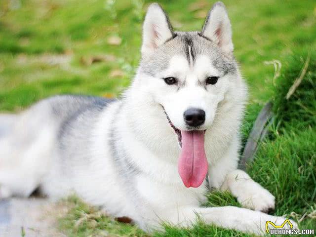 怎样挑选哈士奇幼犬?如何挑选健康的哈士奇幼犬?