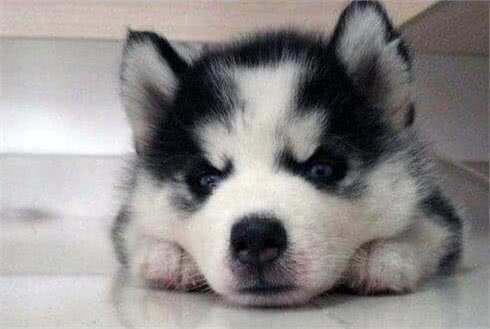 怎样挑选哈士奇幼犬?如何挑选健康的哈士奇幼犬?