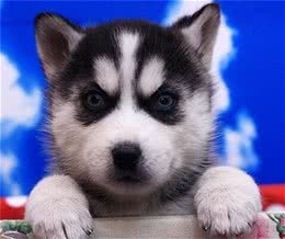 怎样挑选哈士奇幼犬?如何挑选健康的哈士奇幼犬?