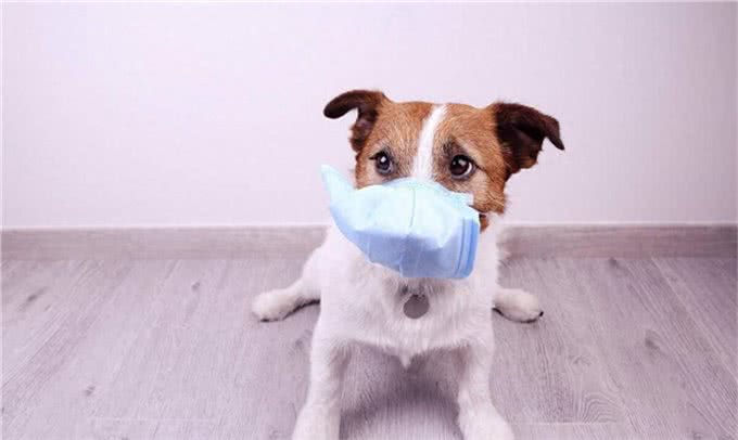 宠物犬几种常见传染病的防治